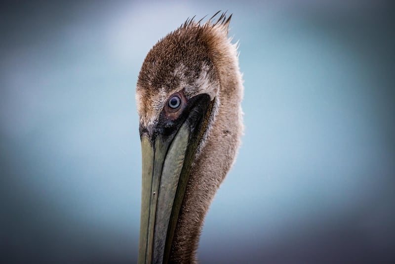 Neutrino Observations